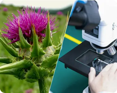 Výjimečnost Genkie - nejvyšší kvalita bylin potvrzená vědou