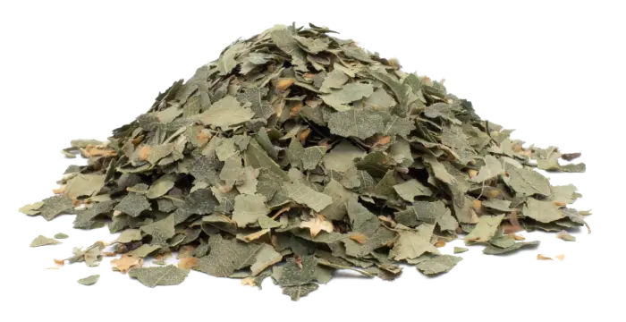 Bříza bělokorá - list