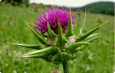 Pečlivý výběr a kontrola kvality