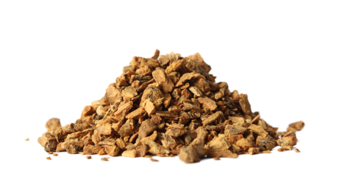 Hořec žlutý - kořen