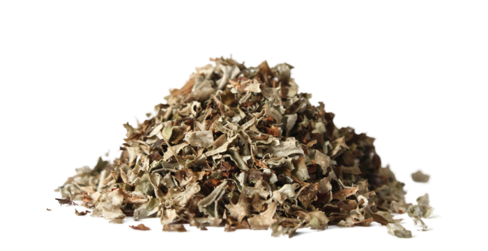 Lišejník islandský - stélka