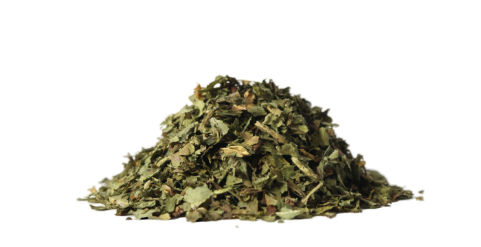 Pampeliška lékařská - list